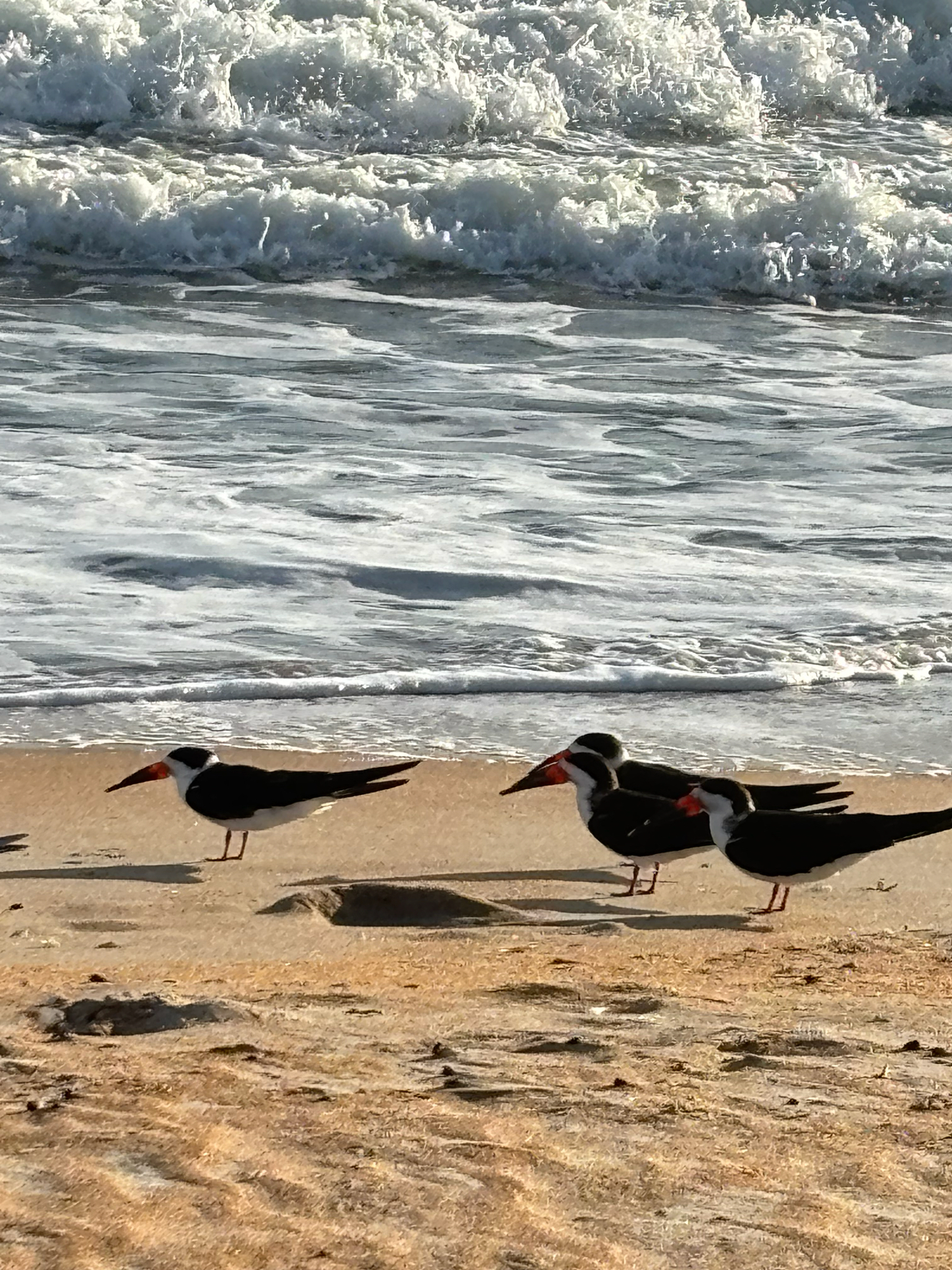 Black Skimmer (Rynchops niger), photo 7