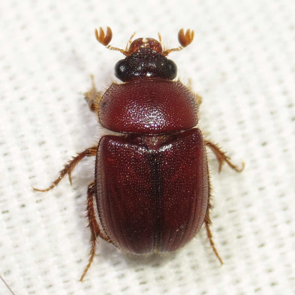 Parochodaeus inarmatus