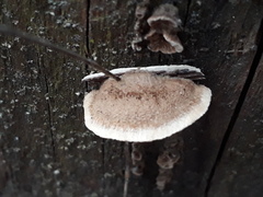 Gloeophyllum abietinum