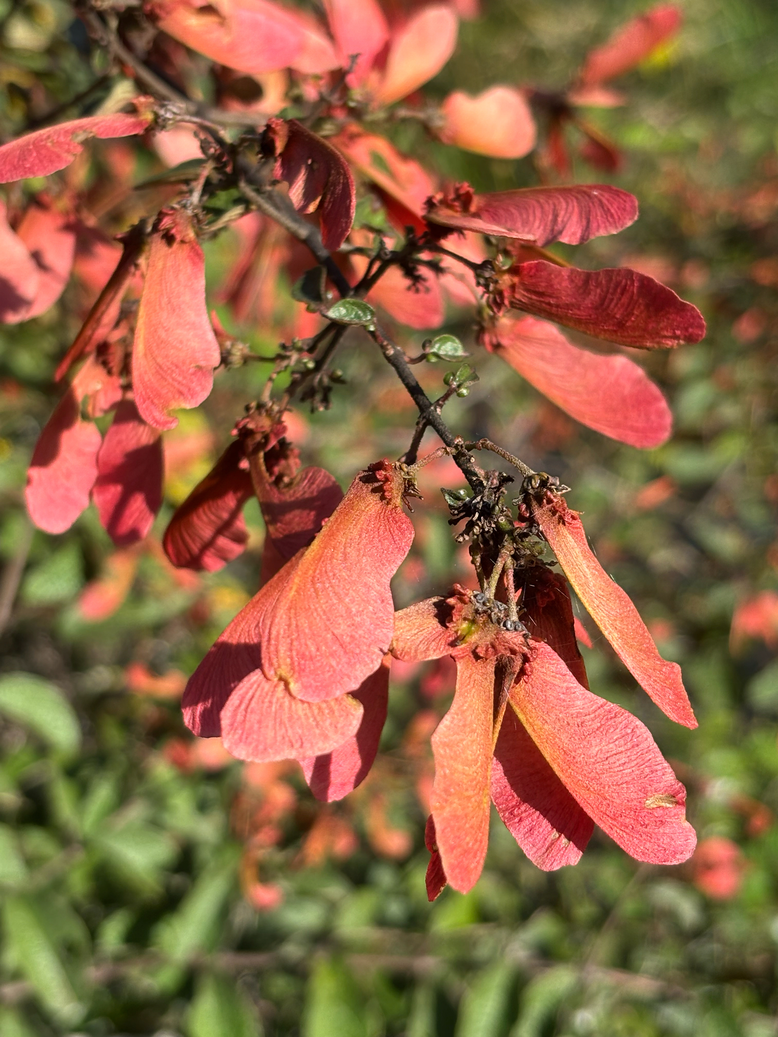Imagem de Heteropterys brachiata