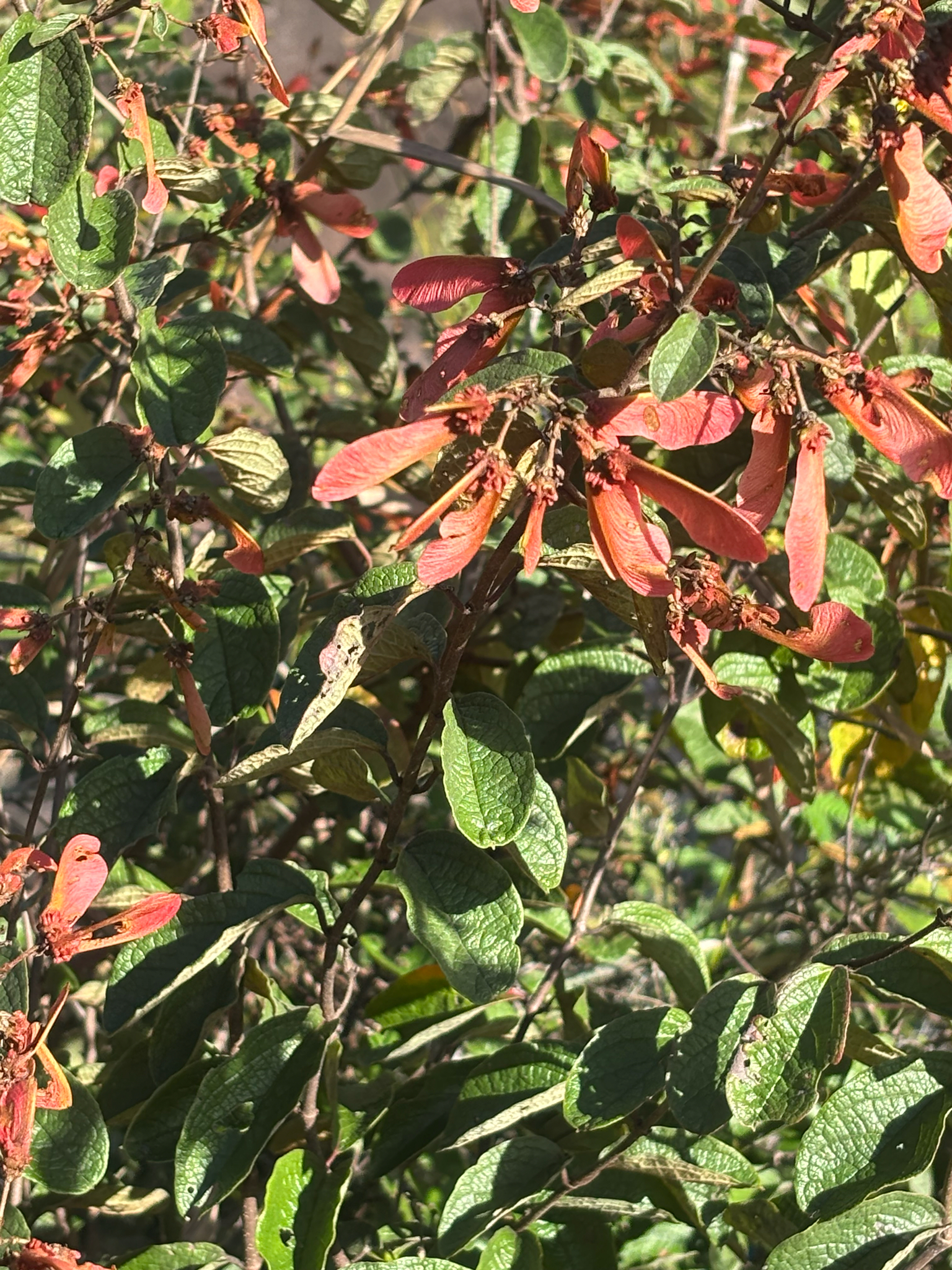 Imagem de Heteropterys brachiata