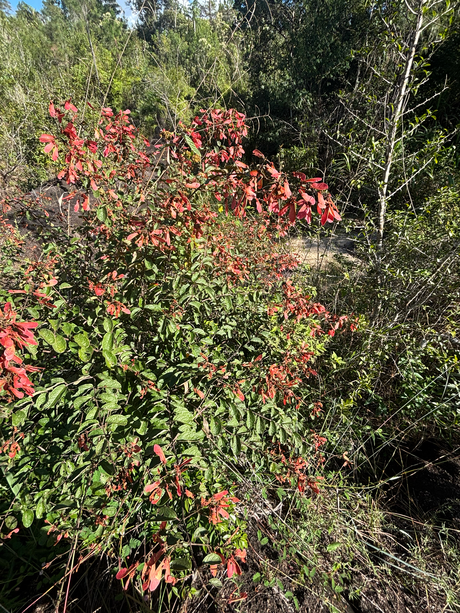 Imagem de Heteropterys brachiata