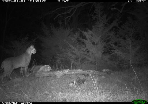 Bobcat photographed in Alabama