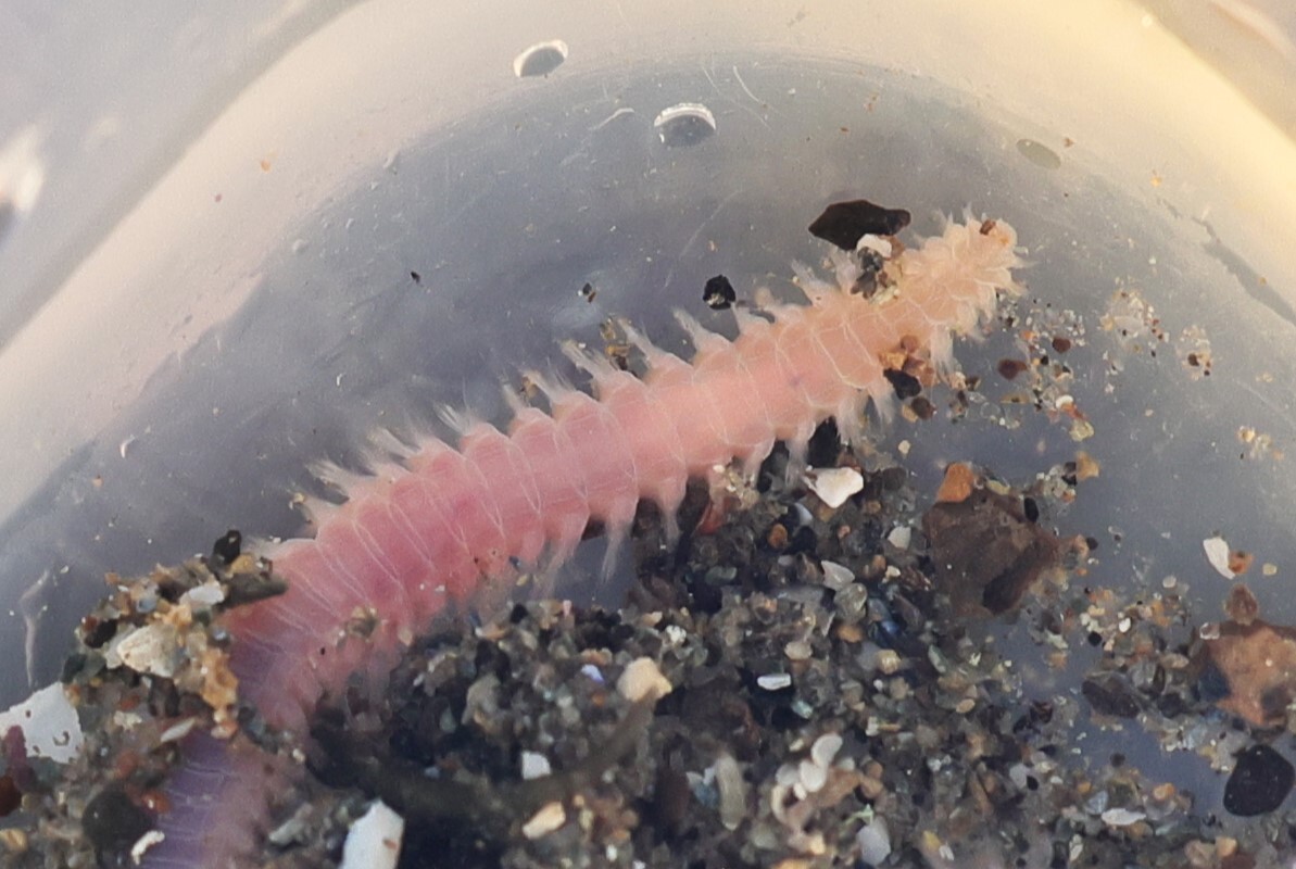 Pareurythoe californica (Johnson, 1897)