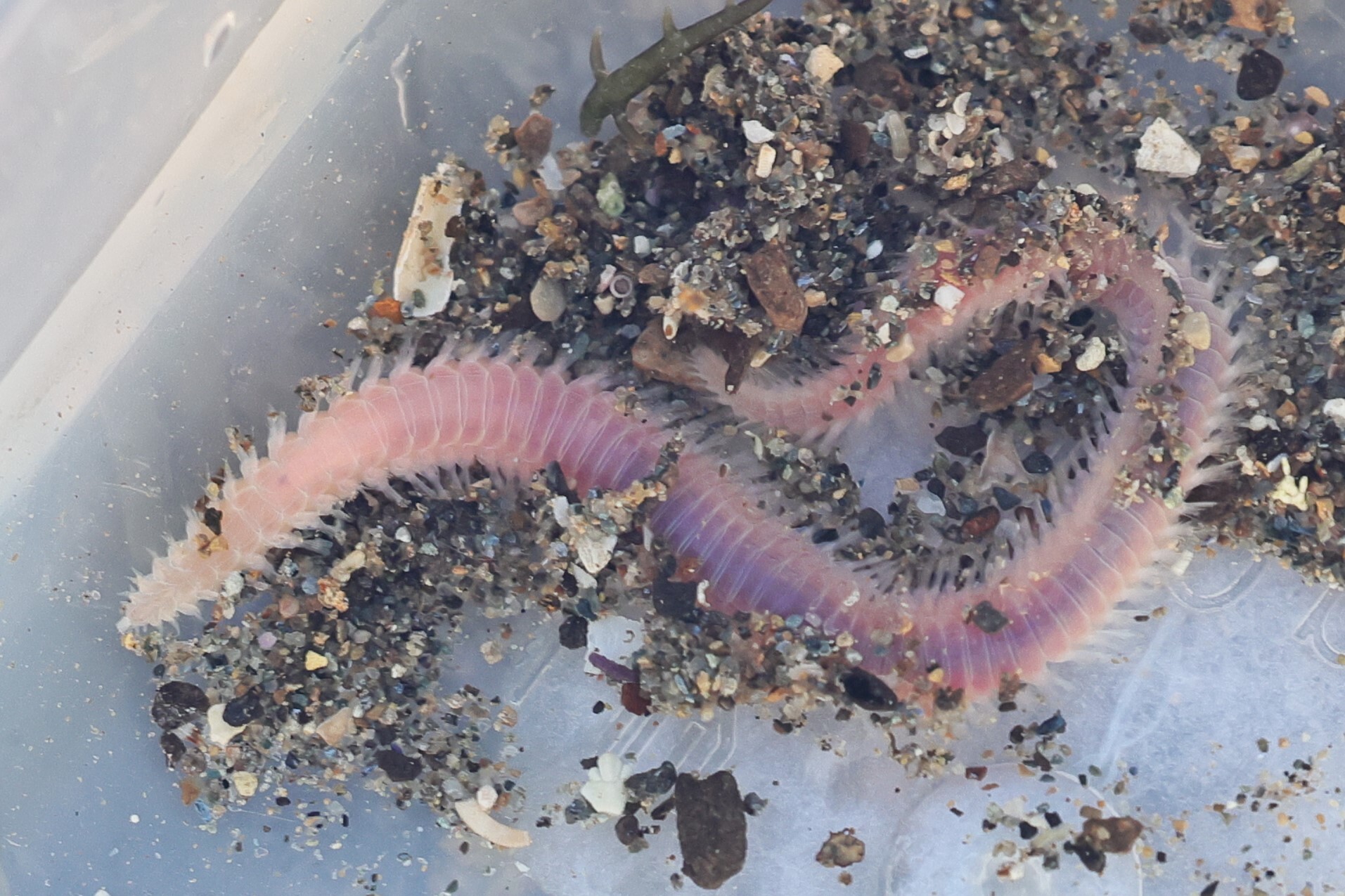 Pareurythoe californica (Johnson, 1897)