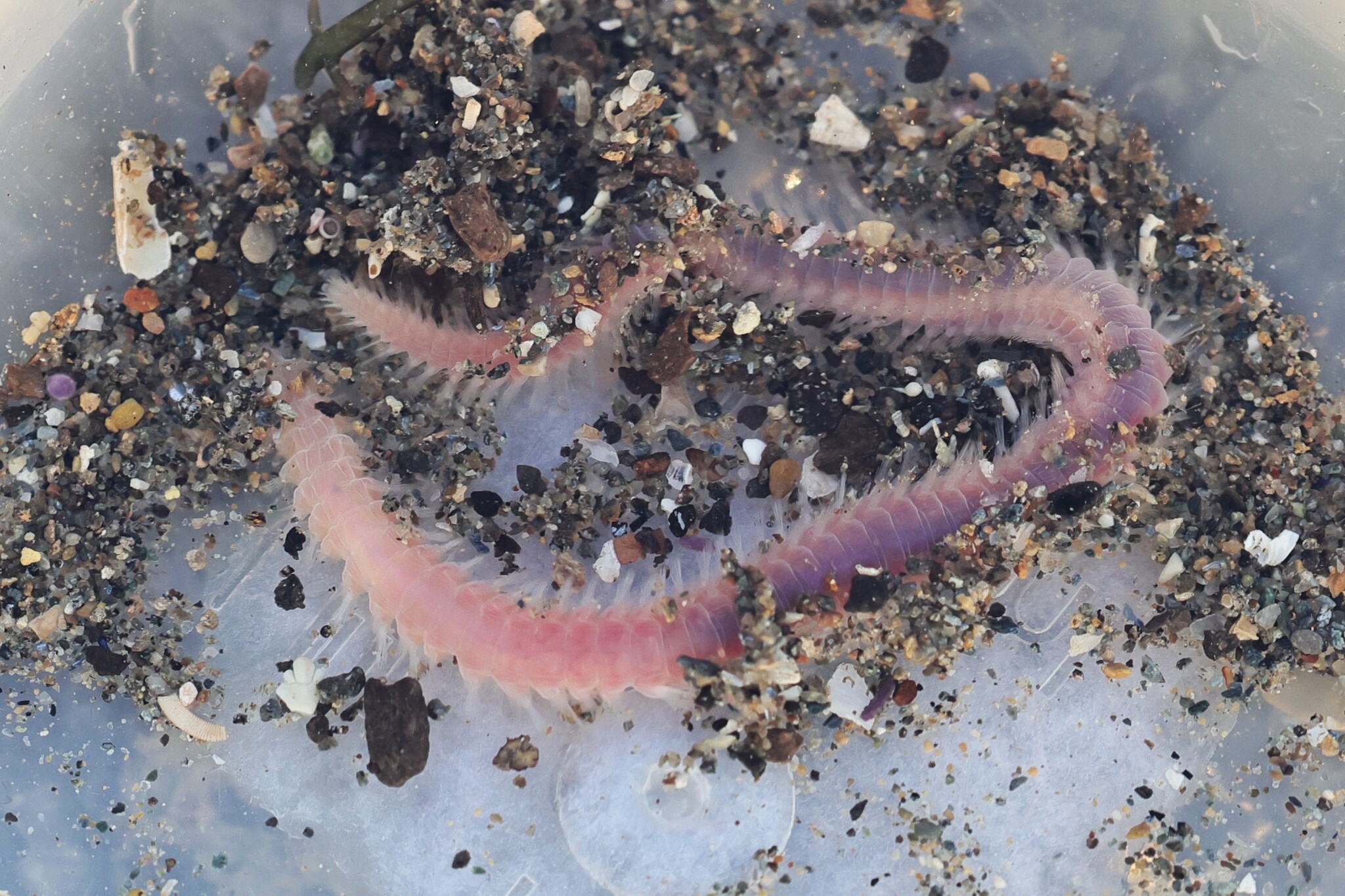 Pareurythoe californica (Johnson, 1897)