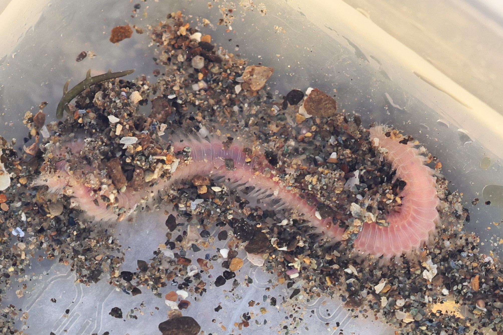 Pareurythoe californica (Johnson, 1897)