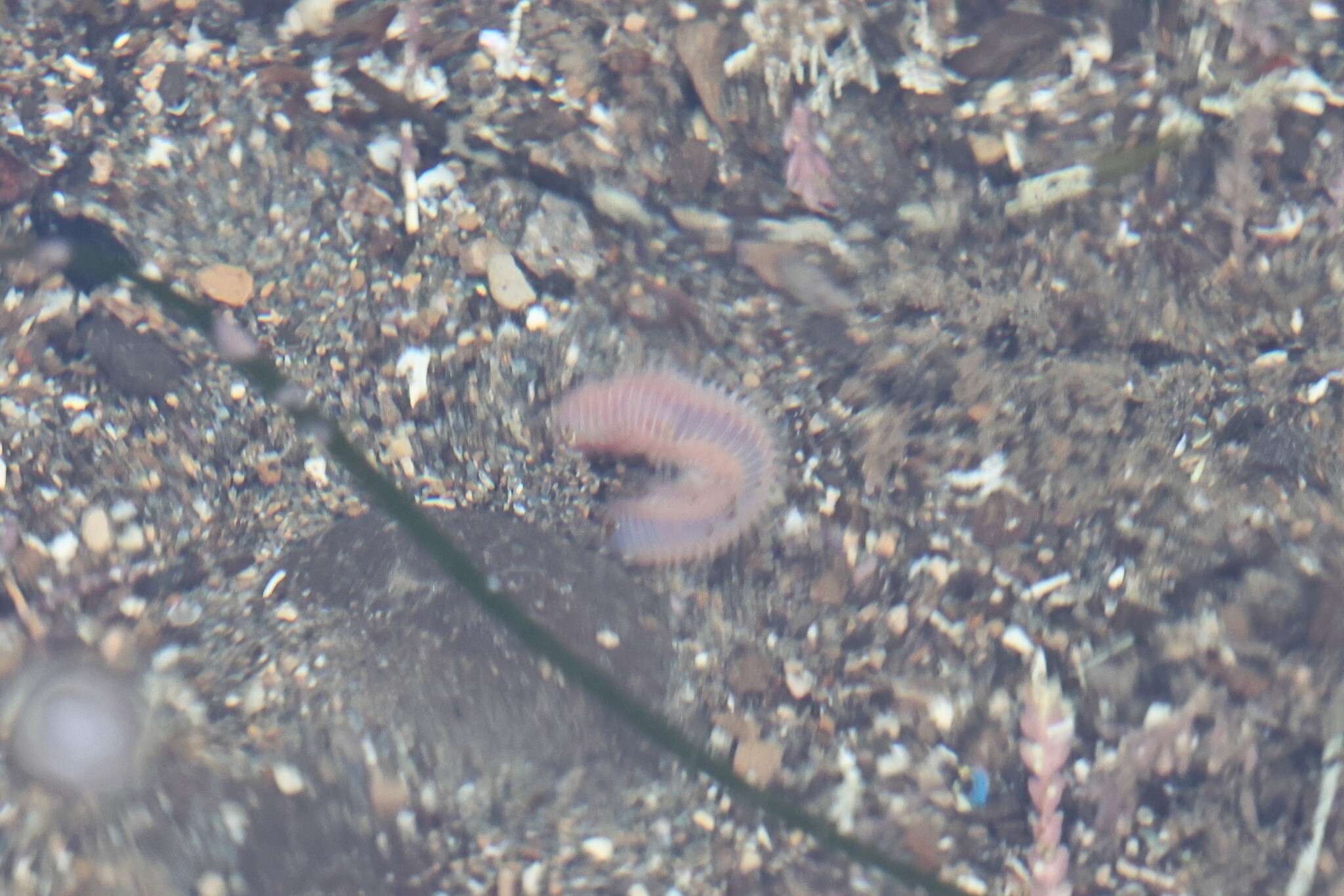 Pareurythoe californica (Johnson, 1897)