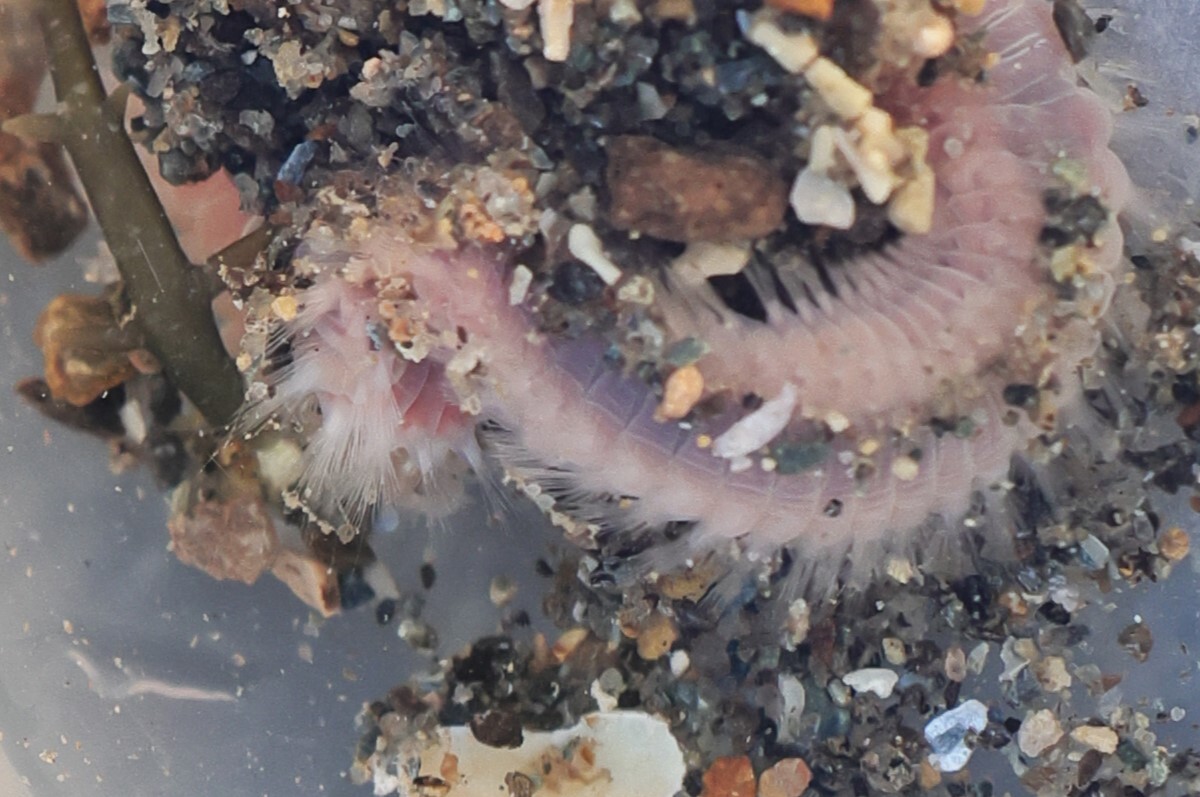 Pareurythoe californica (Johnson, 1897)
