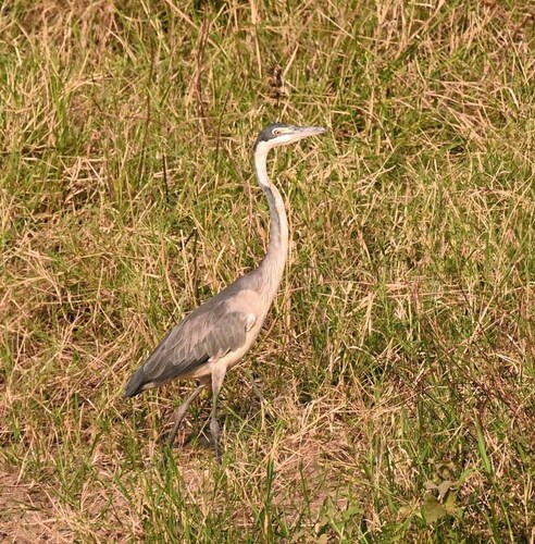 iNaturalist: (c) Giff Beaton, some rights reserved (CC BY-NC), uploaded by Giff Beaton iNaturalist image