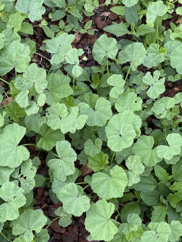 Malva parviflora observed 2026-01-21
