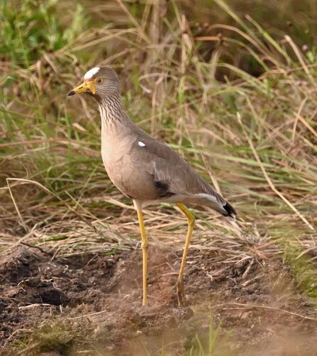 iNaturalist: (c) Giff Beaton, some rights reserved (CC BY-NC), uploaded by Giff Beaton iNaturalist image