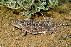 Phrynosoma douglasii