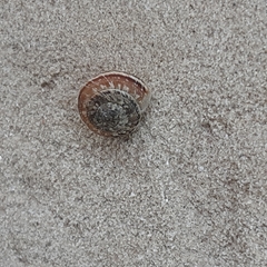 Xeroplexa intersecta