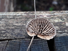 Gloeophyllum abietinum