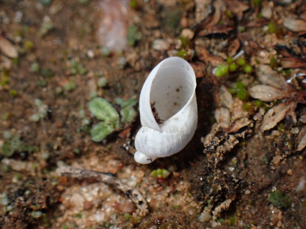 Suboval Ambersnail