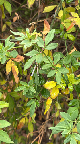 Japanese jasmine