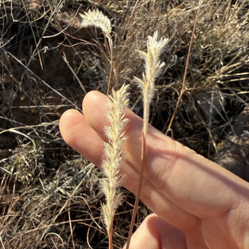 woolyspike balsamscale (Elionurus barbiculmis)