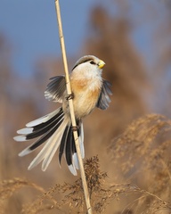 Reed Parrotbill photo 1