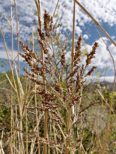 blue panic grass (Janochloa antidotalis)