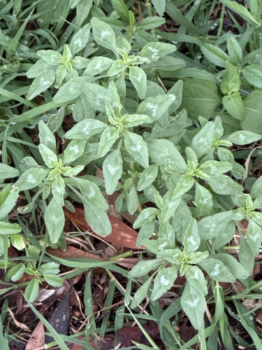 Amaranthus polygonoides, 2026-01-21