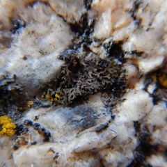 Montanelia disjuncta