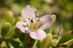 Lycium brevipes hassei