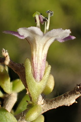 Lycium brevipes hassei