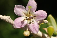 Lycium brevipes hassei