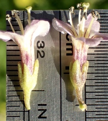 Lycium brevipes hassei