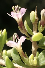 Lycium brevipes hassei