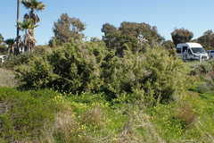 Lycium brevipes hassei