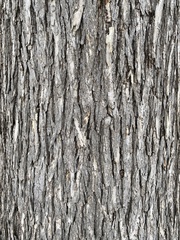 Quercus