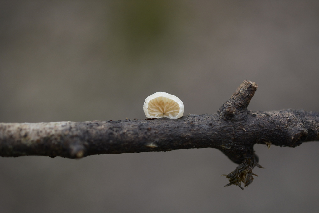 Crepidotus · January 2026 · photo: © cryptomarasmius (iNaturalist, cc-by)