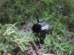 Bombus terrestris canariensis