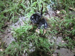 Bombus terrestris canariensis