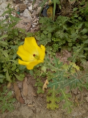 Argemone mexicana