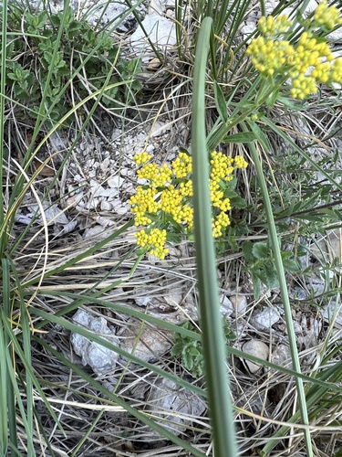 Yellow-tuft (Odontarrhena muralis)