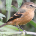 Rufescent Flycatcher - Photo (c) Allen Chartier, some rights reserved (CC BY-NC), uploaded by Allen Chartier