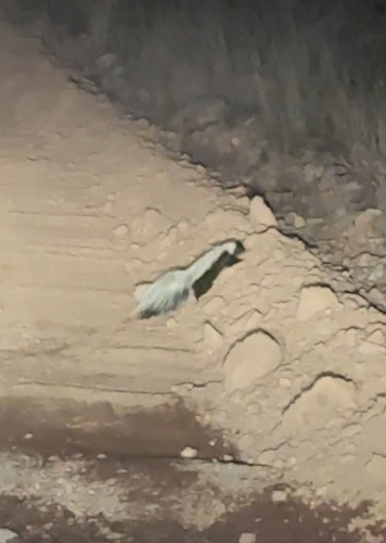 American Hog-nosed Skunk observed by stephtran