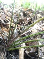 Freycinetia banksii