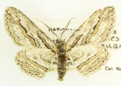 Iridopsis obliquaria