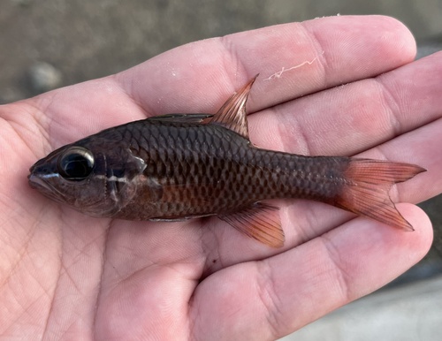 Iridescent cardinalfish (Pristiapogon kallopterus) — Apogonidae — 2