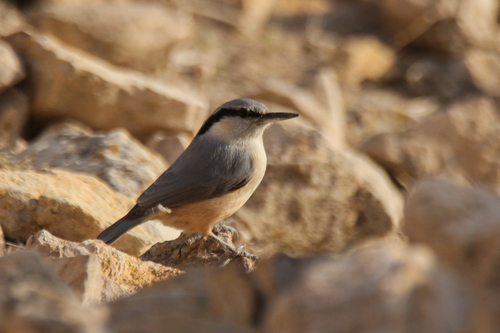 Eastern Rock Nuthatch (Sitta tephronota), photo 2