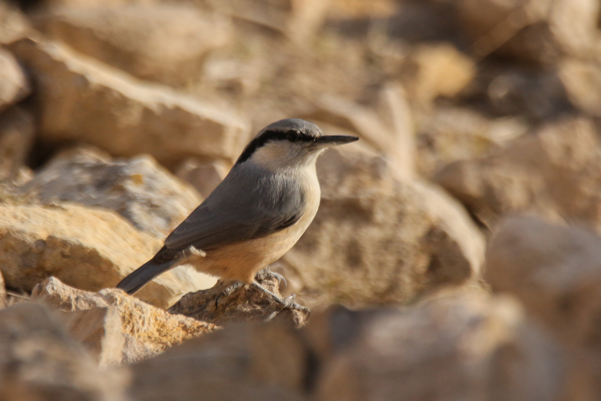 Eastern Rock Nuthatch (Sitta tephronota), photo 2