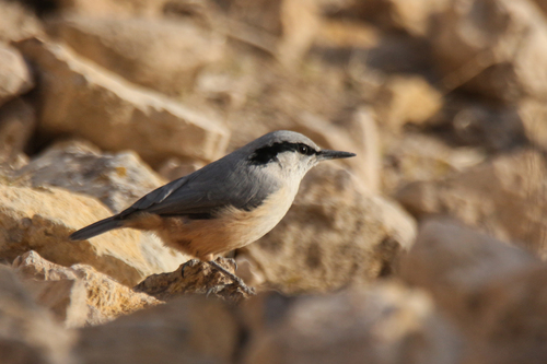 Eastern Rock Nuthatch (Sitta tephronota)