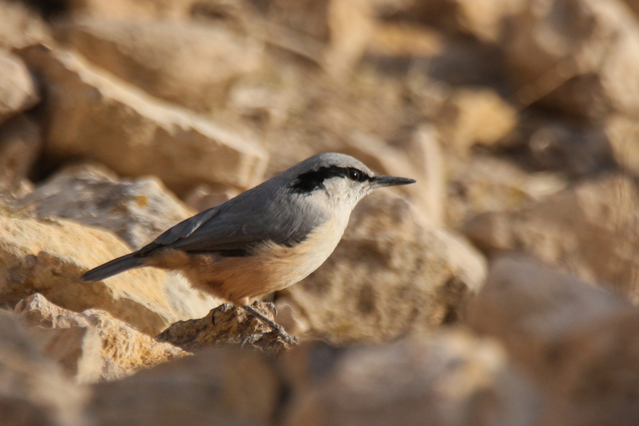 Eastern Rock Nuthatch (Sitta tephronota), photo 1