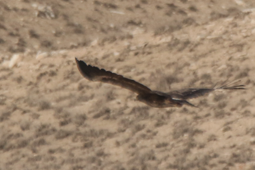 Steppe Eagle (Aquila nipalensis), photo 1