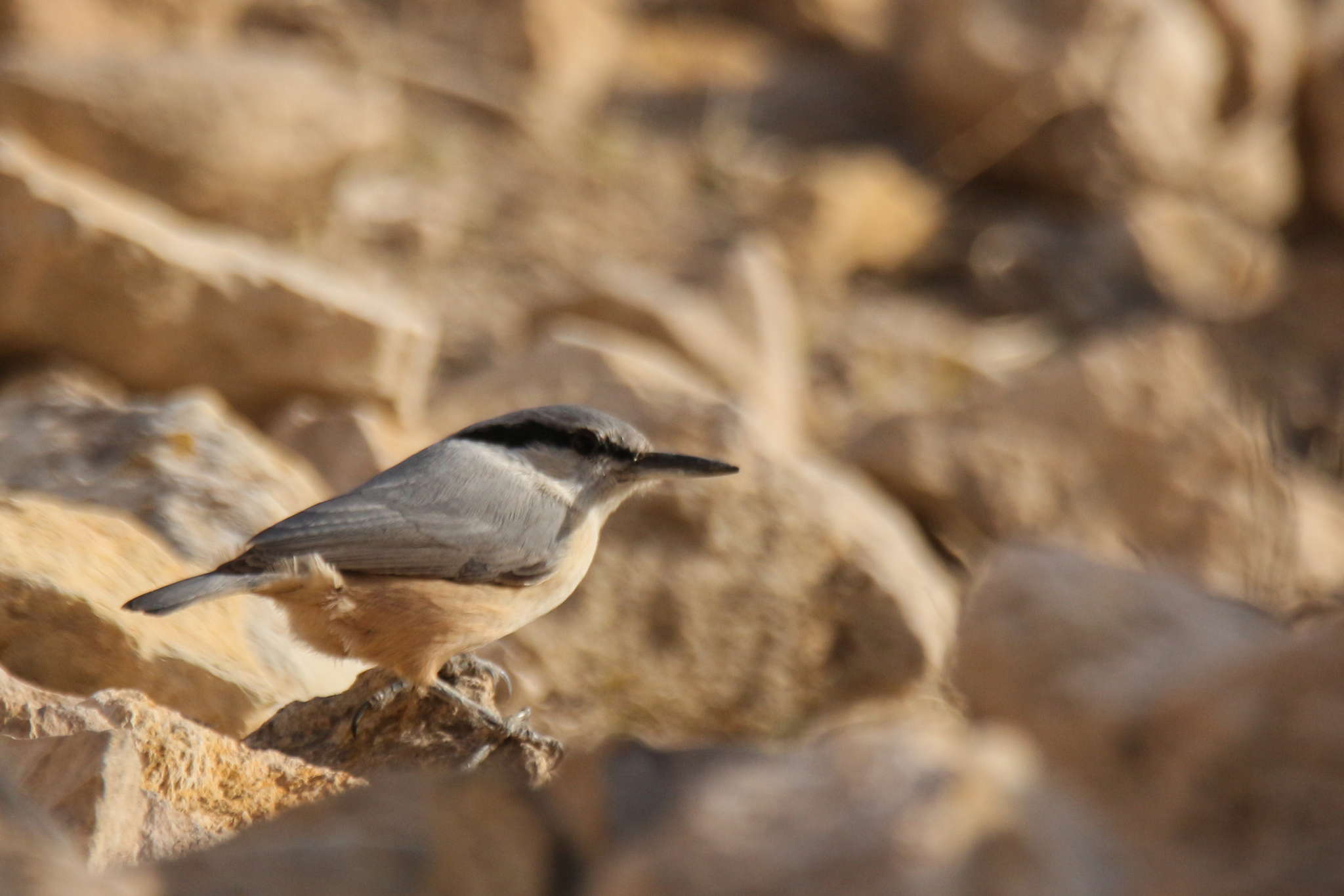 Eastern Rock Nuthatch (Sitta tephronota), photo 10