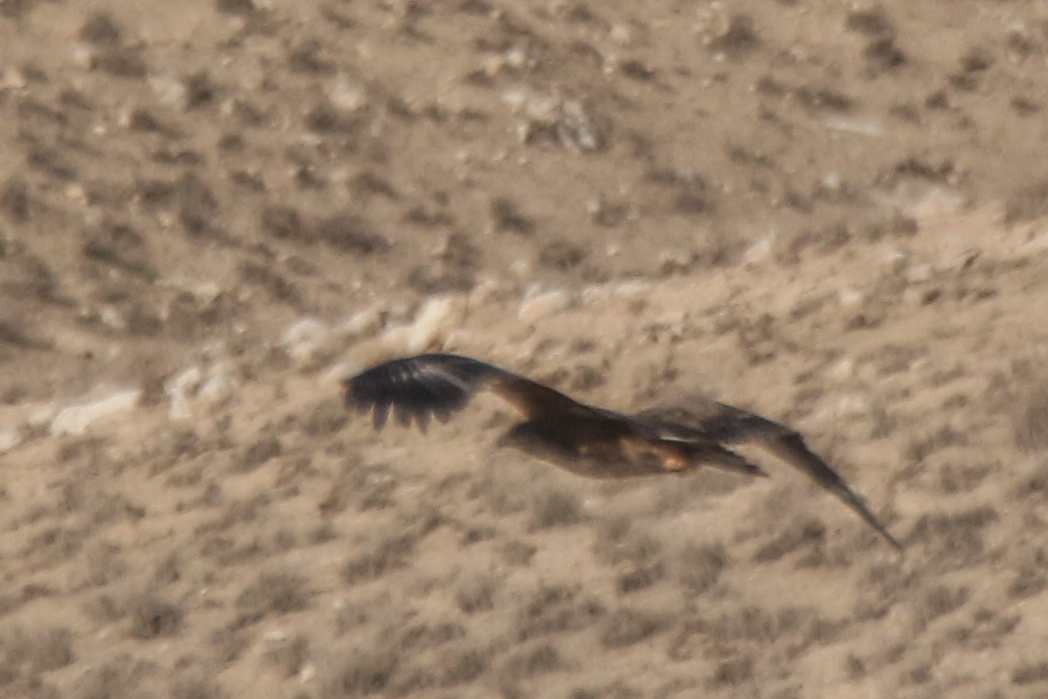 Steppe Eagle (Aquila nipalensis), photo 2